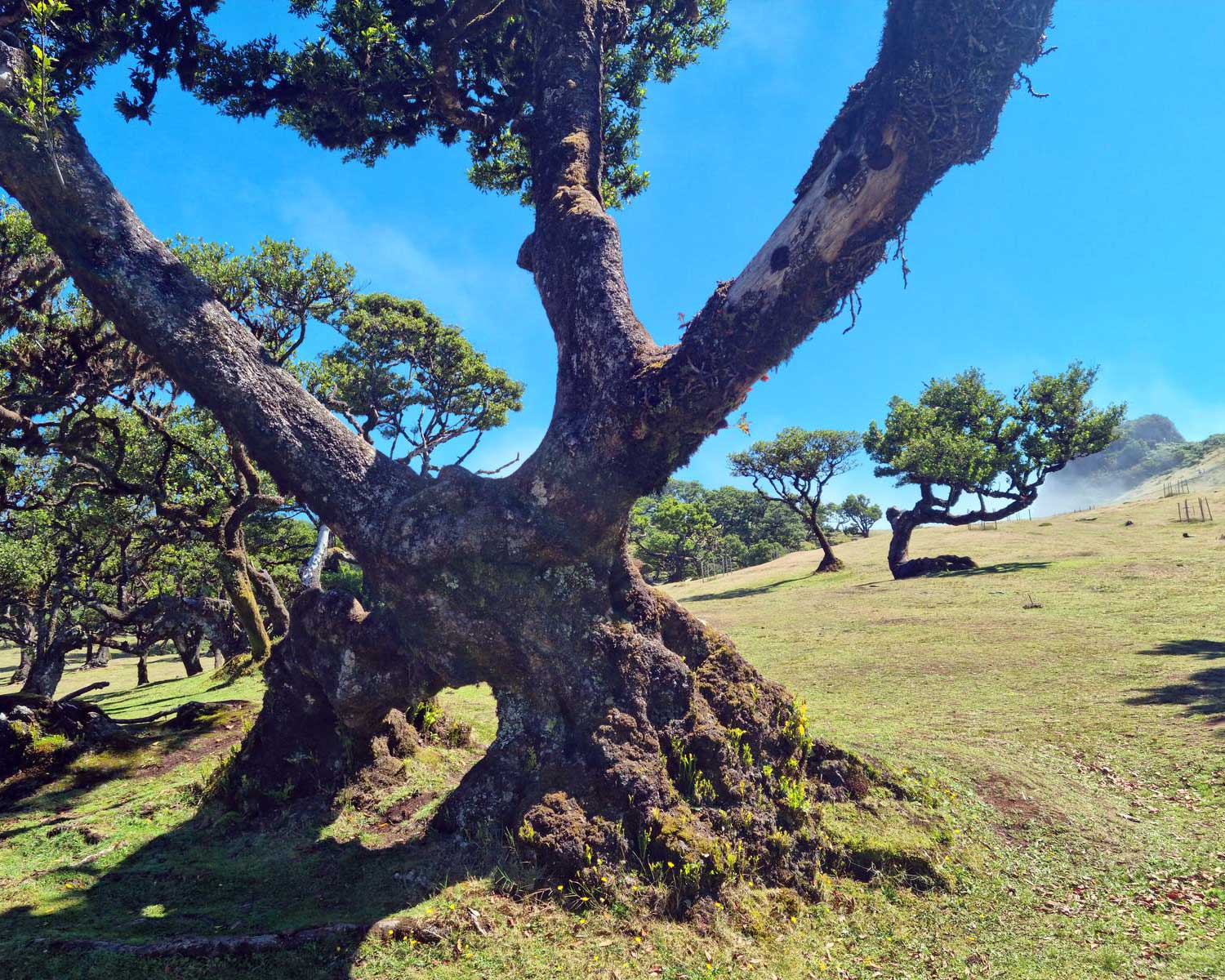 caldeirao_verde 6